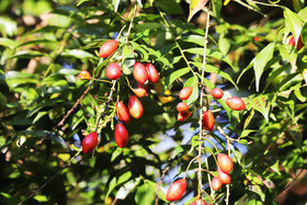 Fruits_1.jpg