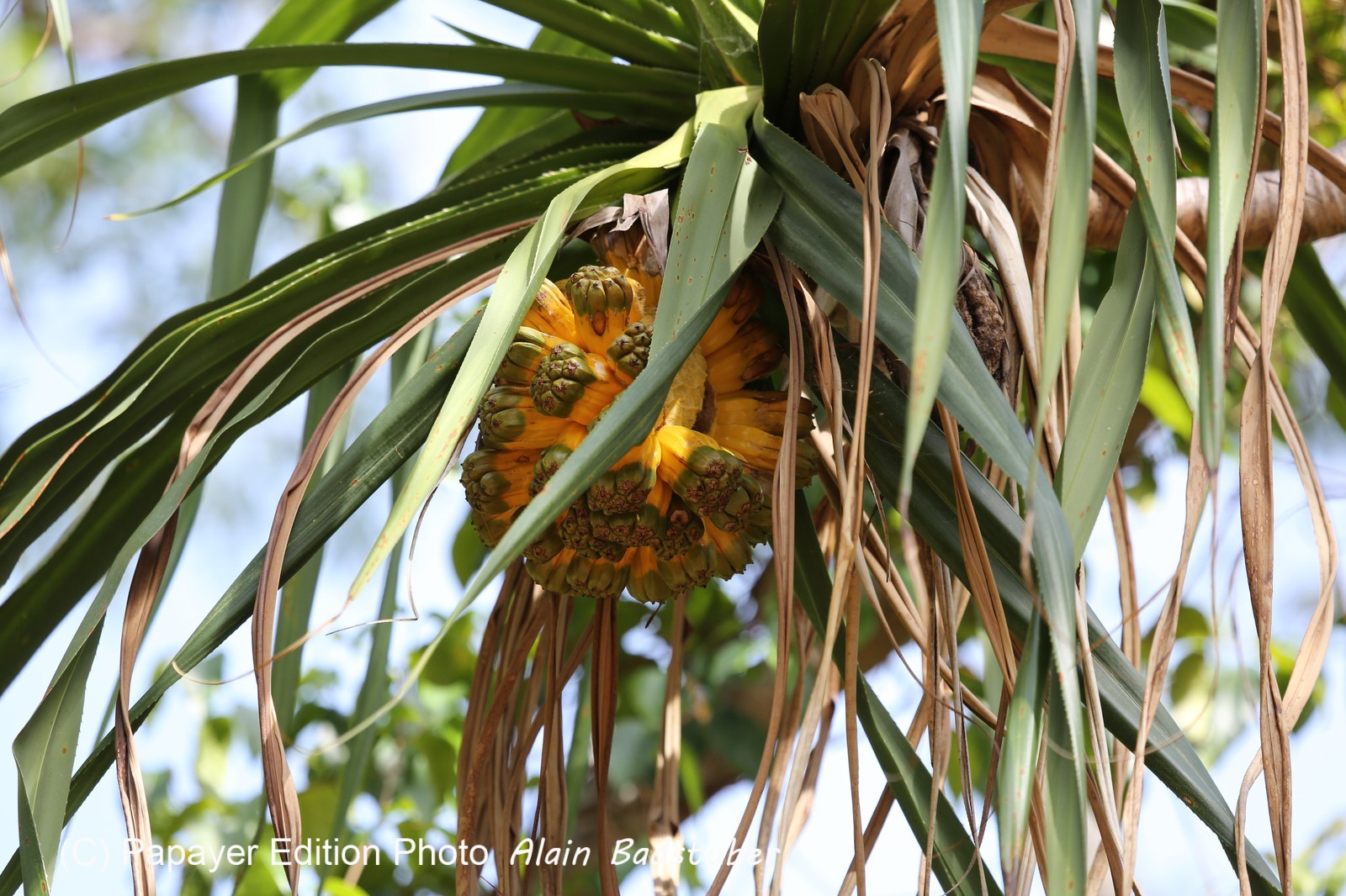 Cape-Trib_1299.JPG