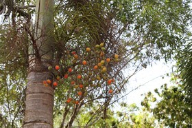 Cape-Trib_1322.JPG