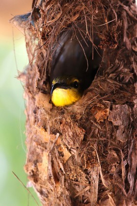 Oiseaux à Cape Tribulation