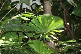 Cape-Trib_0244.JPG