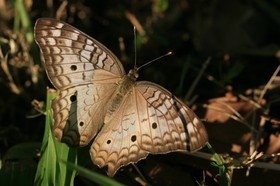 IMG_9598.JPG