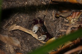 Cape-Trib_0533_01.JPG