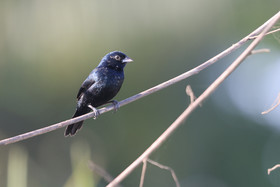 Jacarini-noir_2.jpg