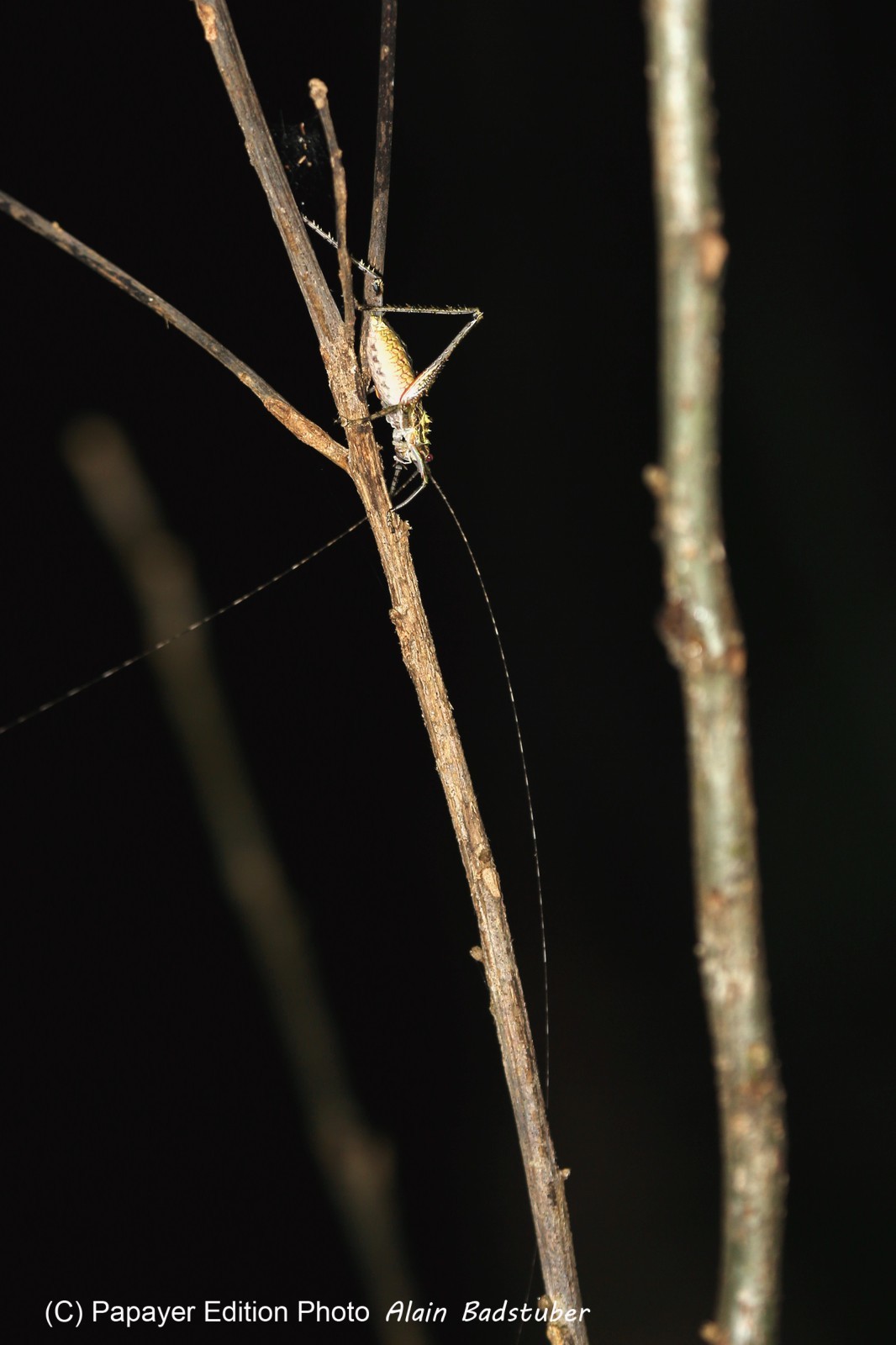 Cape-Trib_0373_1.jpg