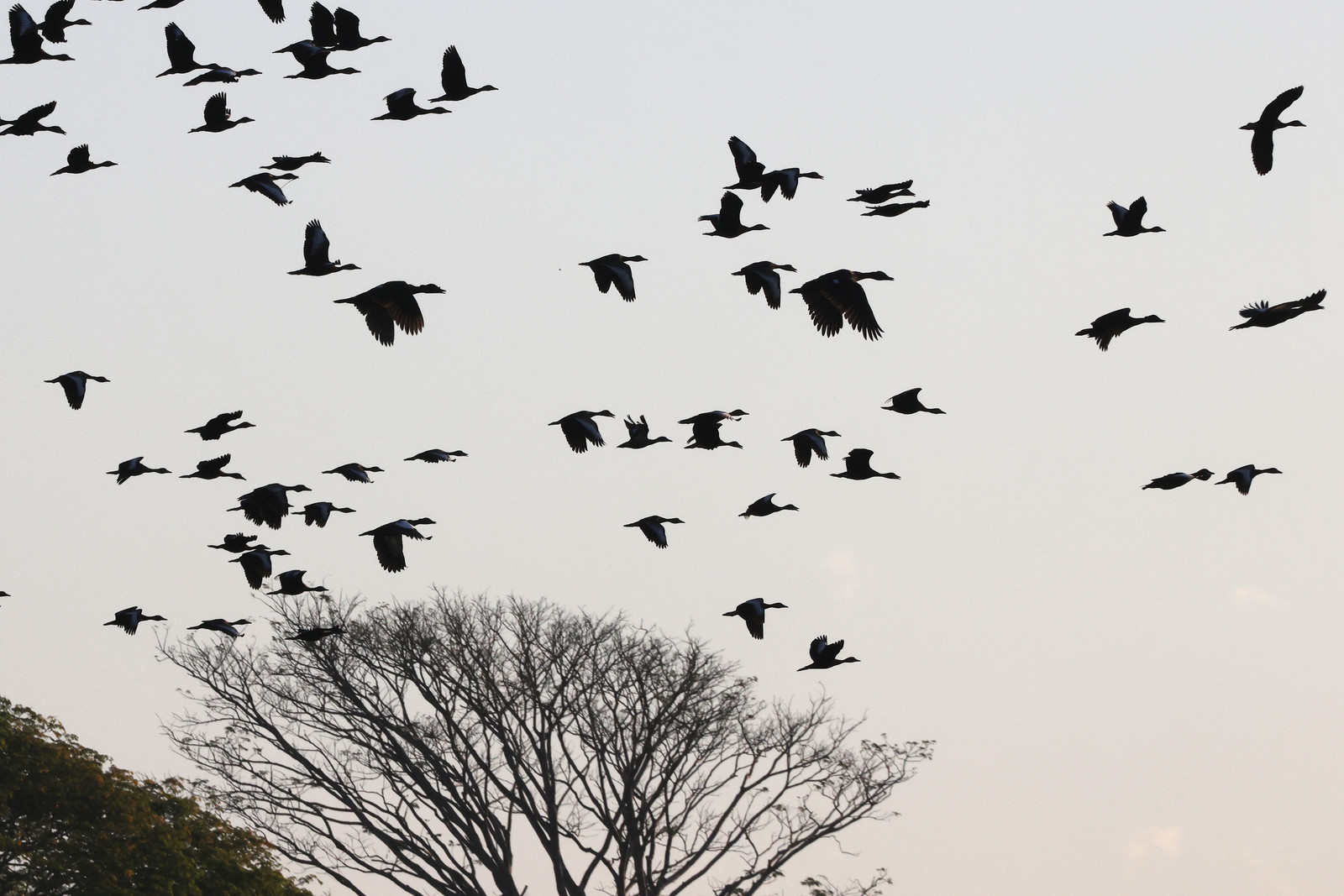 Canard-musque_Dendrocygne-a-ventre-noir_1.jpg
