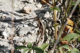 _MG_1534.JPG