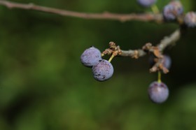 Chassagne_004.JPG
