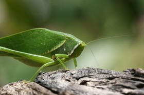 IMG_8390.JPG