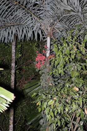 Cape-Trib_1561.JPG