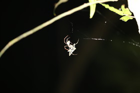 Cape-Trib_0105_01.JPG