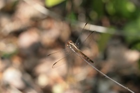 IMG_7957.JPG