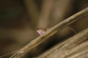 _MG_7242.JPG