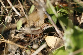 _MG_7636.JPG