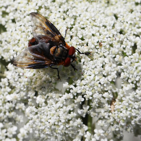 tachinidae_phasia-hemiptera-...-_1.jpg