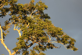 Crooked-Tree