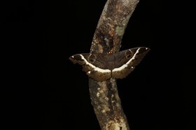 Cape-Trib_1536.JPG