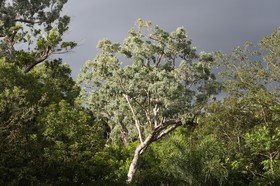 Cape-Trib_0001_02.JPG