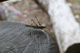 Cape-Trib_1393.JPG