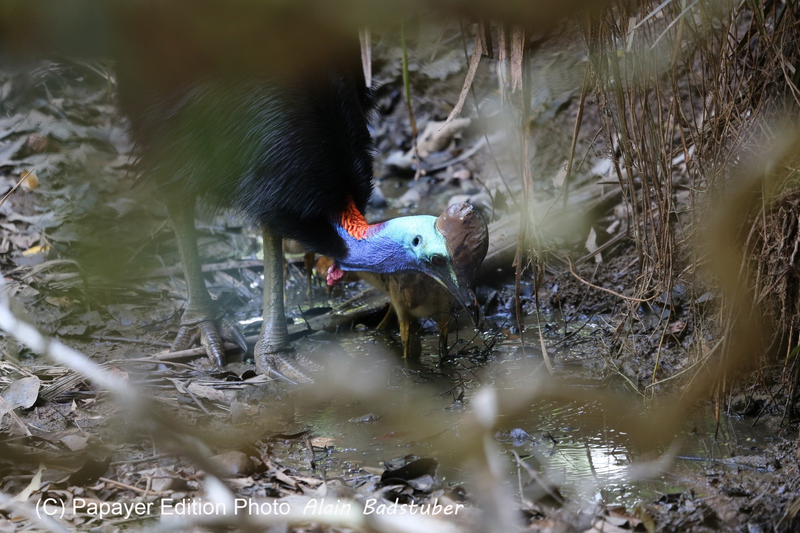 Oiseaux à Cape Tribulation