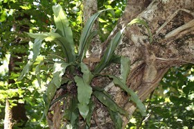 Cape-Trib_0275_1.jpg