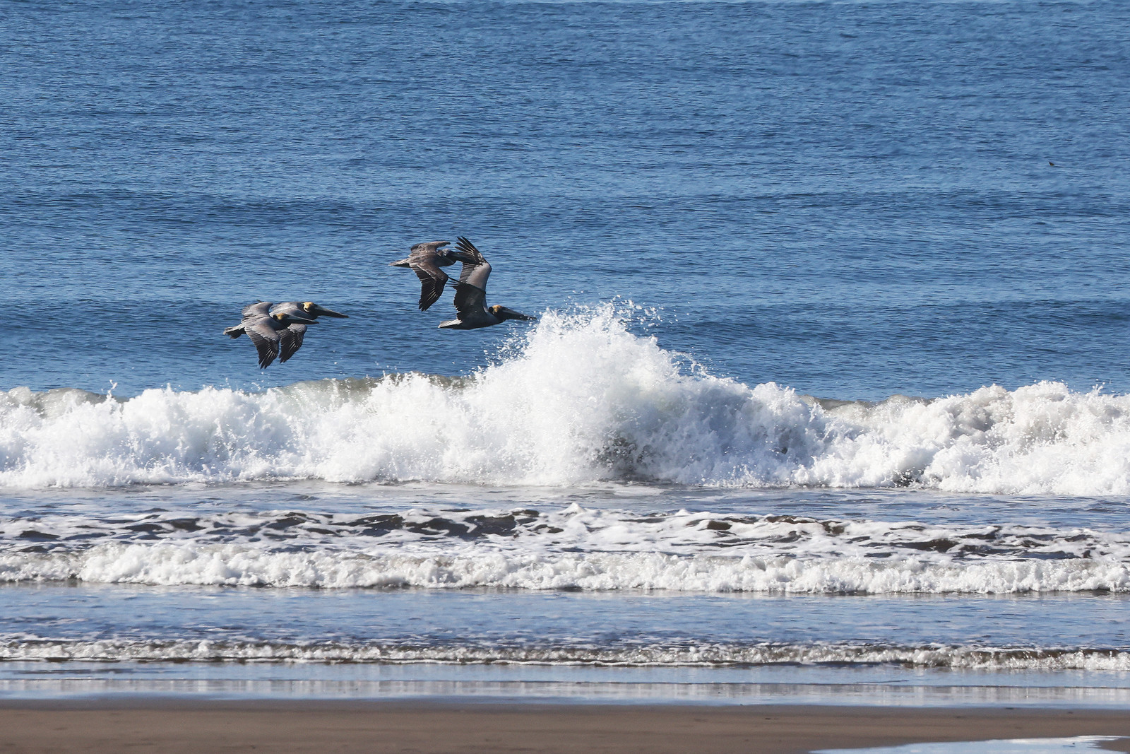 Pelican-brun_2.jpg