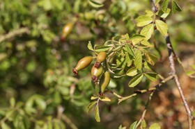 Chassagne_057.JPG