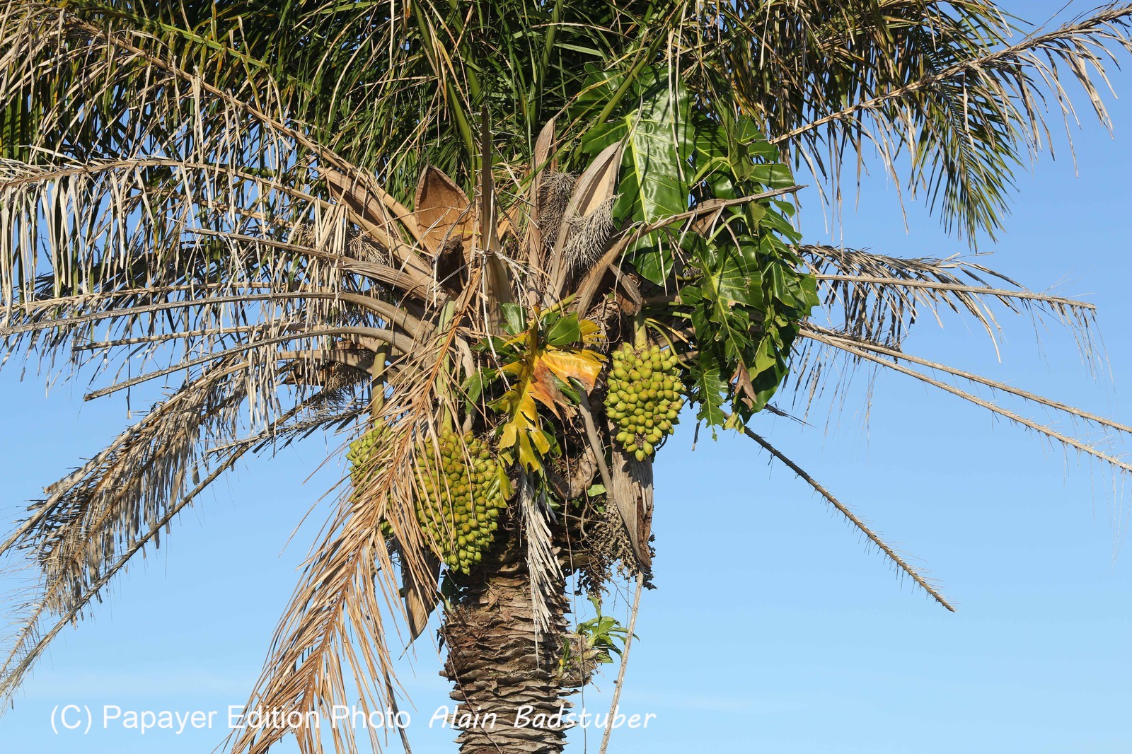 Portal_Paraiso_1_024.jpg