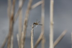 Vieille-Thielle_128.JPG