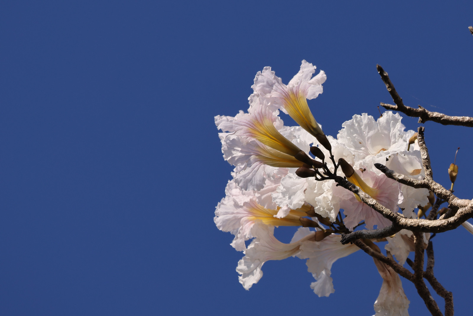 Fleurs_1.jpg