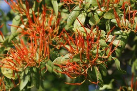 _MG_5183.JPG