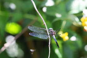 Libellule-bleue_1.jpg