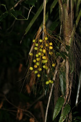 _MG_4219.JPG