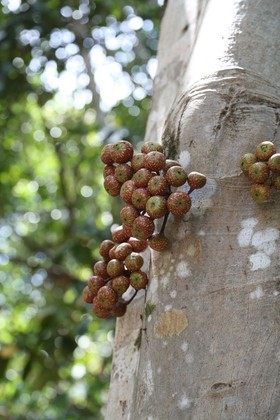 Cape-Trib_1378.JPG
