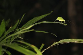 Cape-Trib_0113_01.JPG
