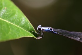 Cape-Trib_0832.JPG