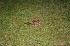 IMG_9669.JPG