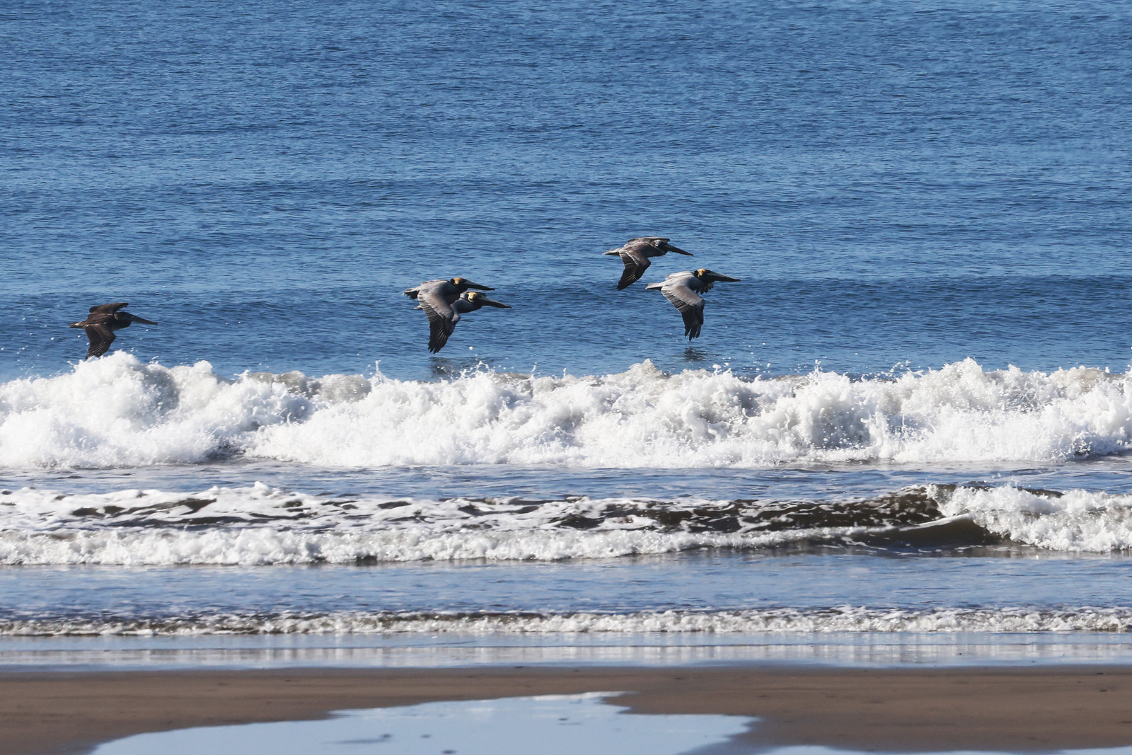 Pelican-brun_1.jpg