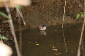 Oiseaux à Cape Tribulation