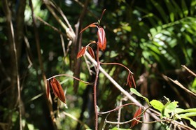 Cape-Trib_0817.JPG