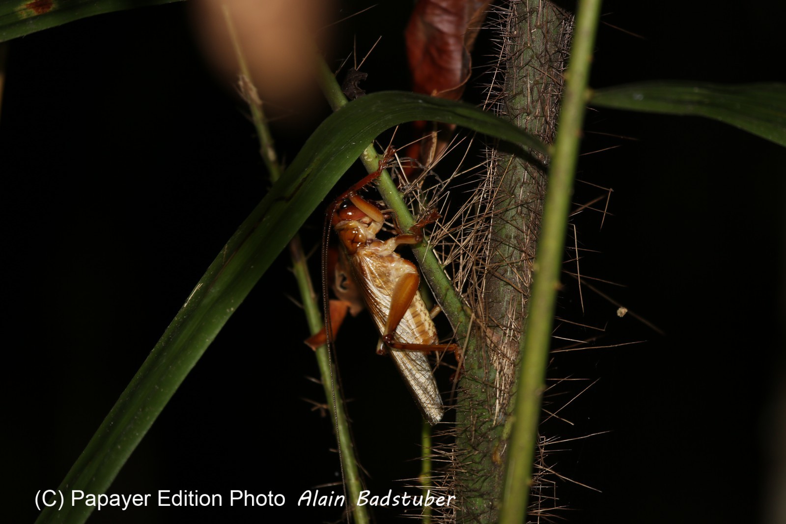 Cape-Trib_1078.JPG