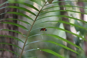 Cape-Trib_1179.JPG