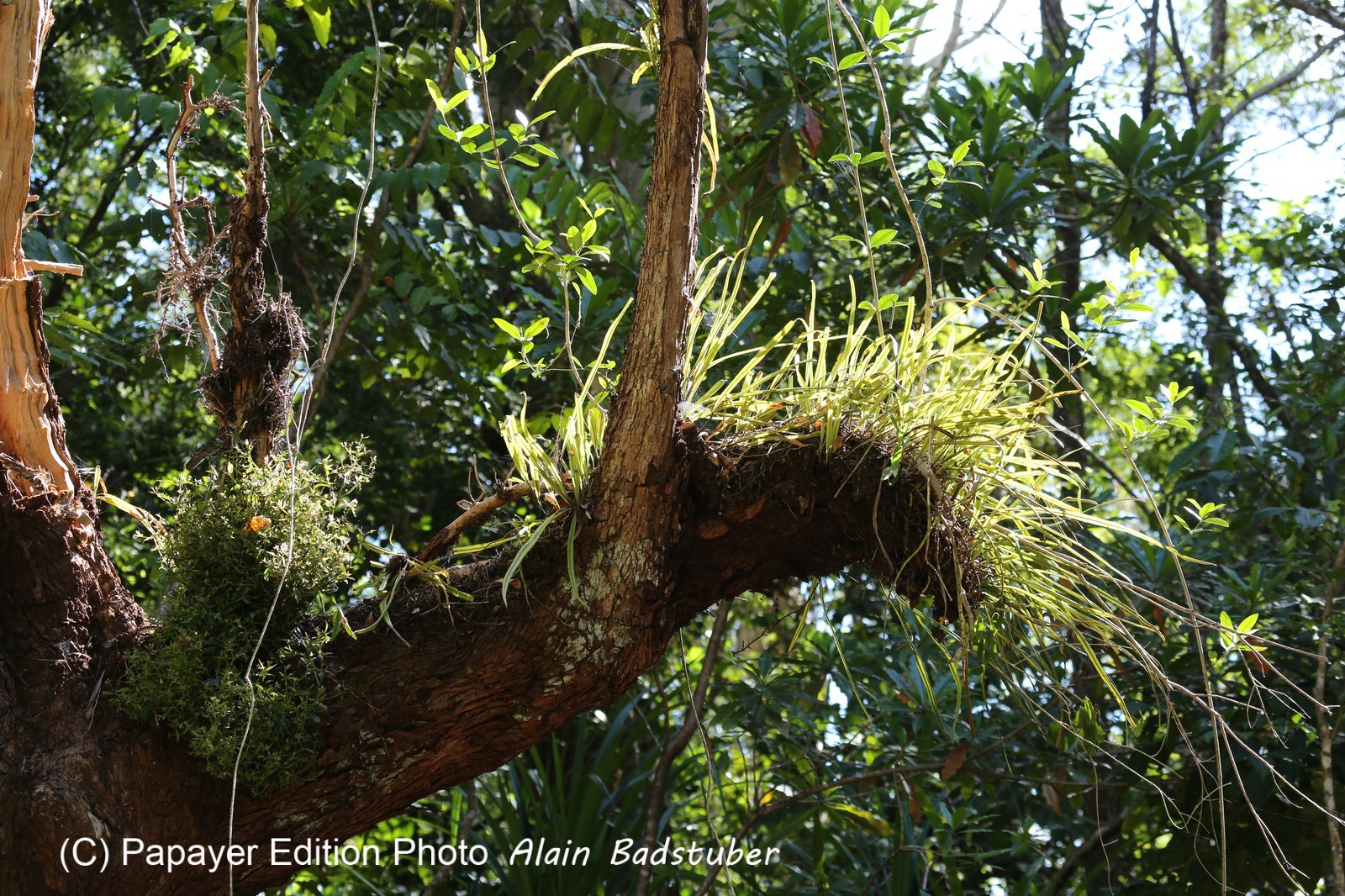 Cape-Trib_0196.JPG