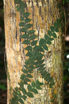 Cape-Trib_0297_1.jpg